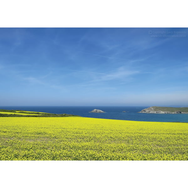 West Pentire Yellow Fields Print