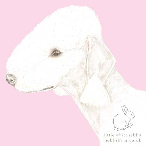 Roxy the Bedlington Terrier on Pink - Blank Card