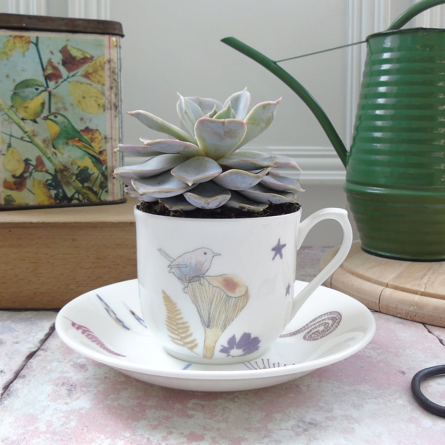 Bone china teacup Planter