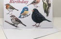 British Birds