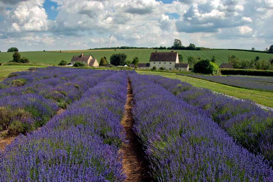Lavender Field Summer Flowers Cotswolds England Photograph Print