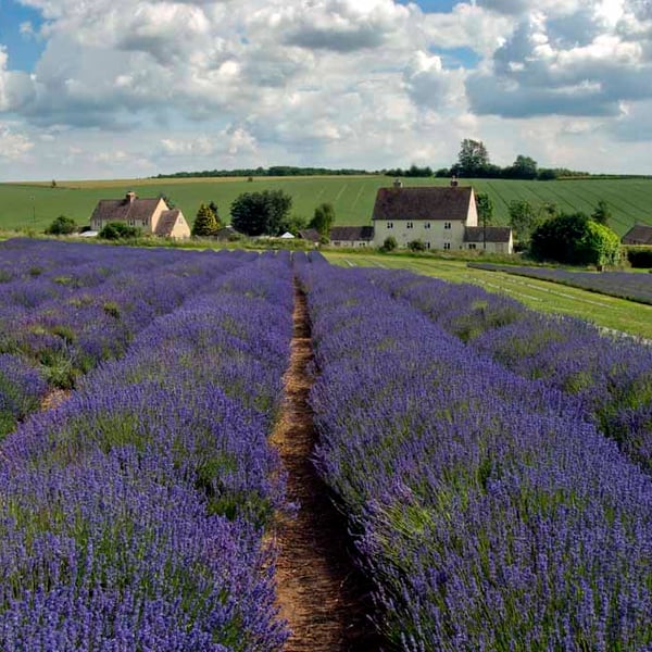 Lavender Field Summer Flowers Cotswolds England Photograph Print