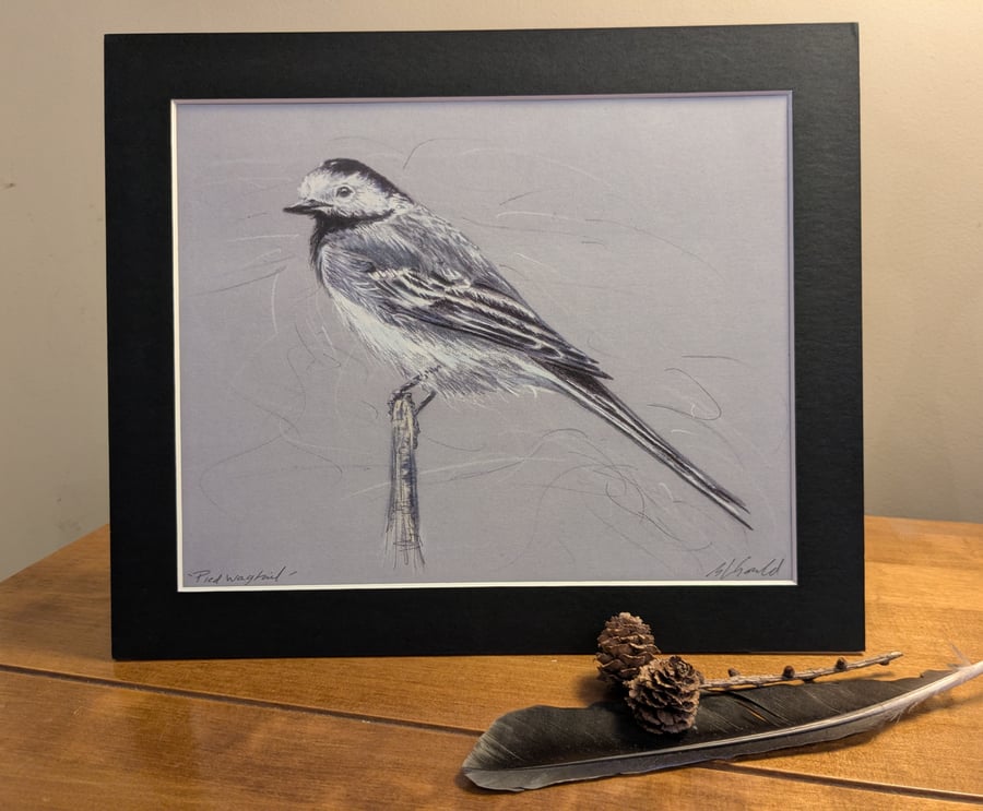 Pied Wagtail, a print of an original drawing