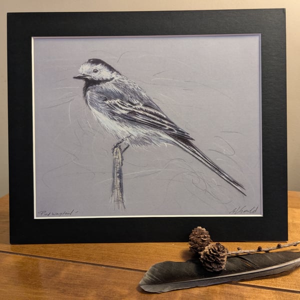 Pied Wagtail, a print of an original drawing