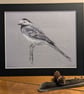 Pied Wagtail, a print of an original drawing