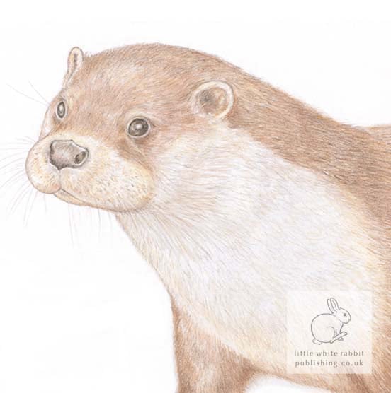 Otter -  Blank Card