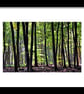 Blackwood Forest Winchester Hampshire Photograph Print - Image 2