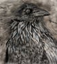 Windswept Raven, an A4 or A3 signed print of an original drawing. - Image 4