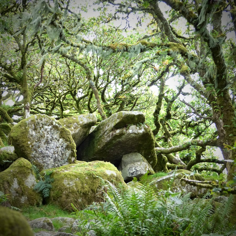 6" Square Photographic Card