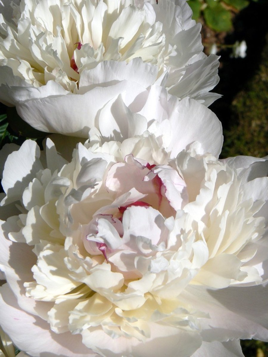 7" x 5" Photographic Card