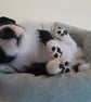 Border Collie New Born Puppy, Dotpebblesknits  Design - Image 6