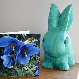 Greetings Card. Meconopsis Blue Poppy flowers.Eco Friendly 150mm Square. Blank f