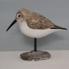 Dunlin on an oyster shell