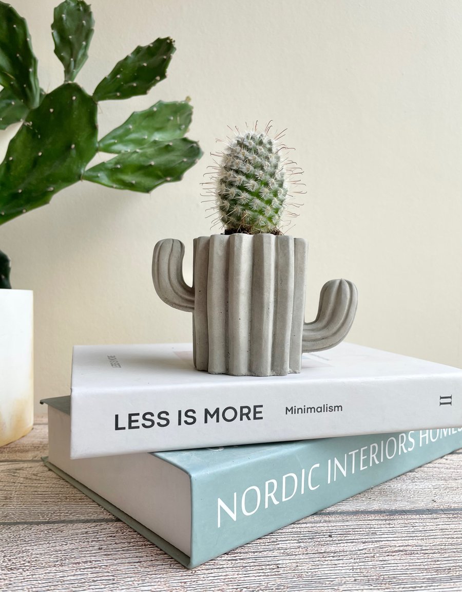 Concrete cactus planter,indoor planter,cactus pot,plant pot 