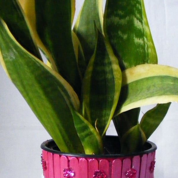 Handmade metallic cerise indoor plant pot holder.