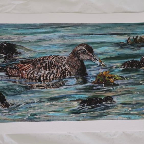 Limited Edition Giclee Print of Rathin Eider Ducks