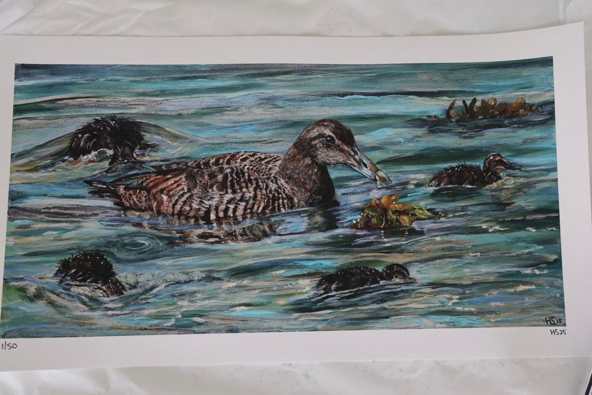Limited Edition Giclee Print of Rathin Eider Ducks