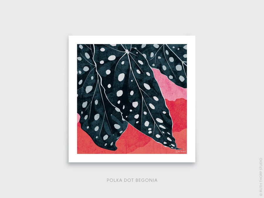 Polka Dot Begonia Begonia Maculata Botanical Square Art Print