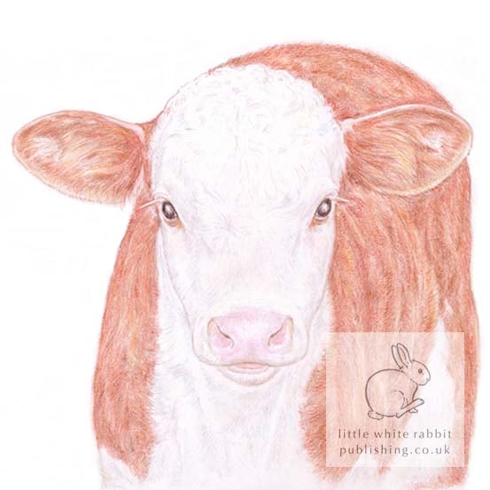 Hereford Calf - Blank Card