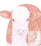 Hereford Calf - Blank Card - Image 1