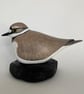 Little ringed plover - Image 4