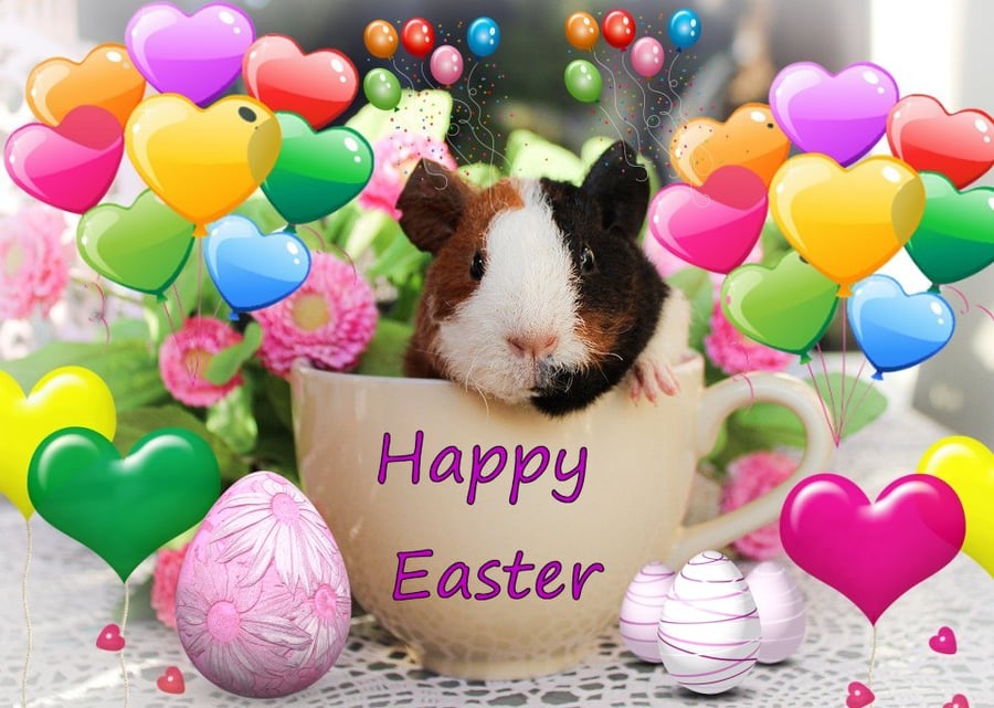 A5 Card Easter Baby Guinea Pig 