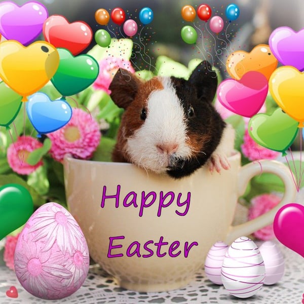 A5 Card Easter Baby Guinea Pig 