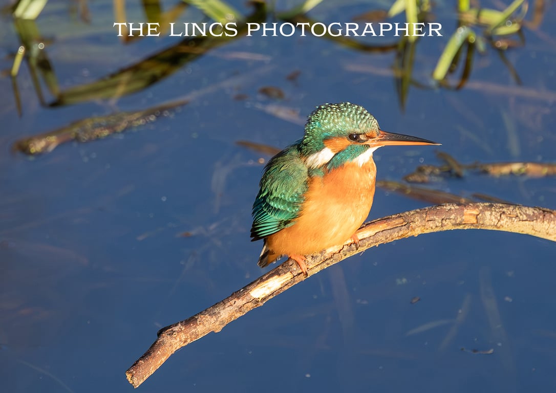 Kingfisher print (Limited edition of 10)