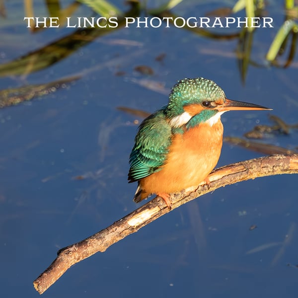 Kingfisher print (Limited edition of 10)