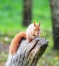 Original Hand-Signed Limited Edition Photos of Red Squirrels - Image 3