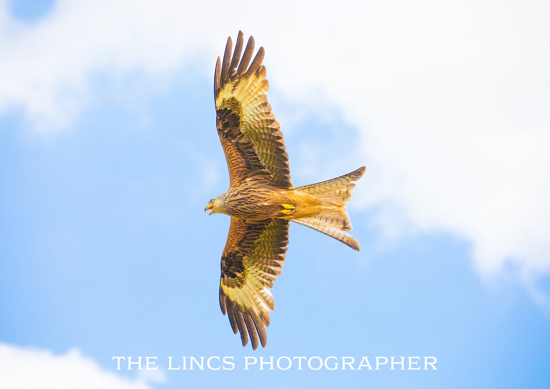 Red Kite print (Limited edition of 10)