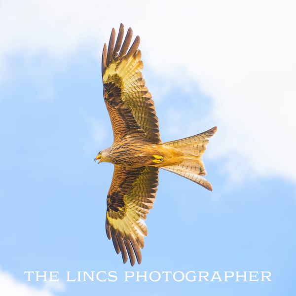Red Kite print (Limited edition of 10)