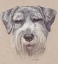 Schnauzer Dog Original Coloured Pencil Drawing - Image 2