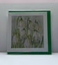 Snowdrops