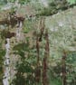 Silver Birches, Ancient Woodland in full leaf, original painting of trees - Image 4