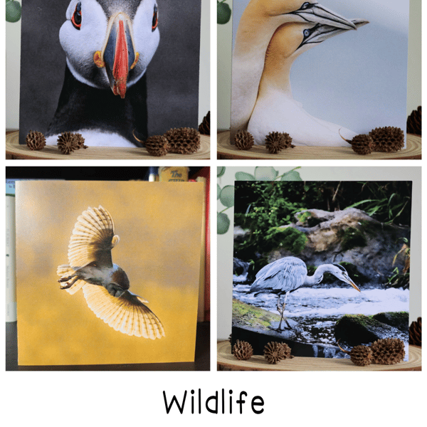 UK Wildlife - Pack of 5 Greetings Cards - Assorted Designs 