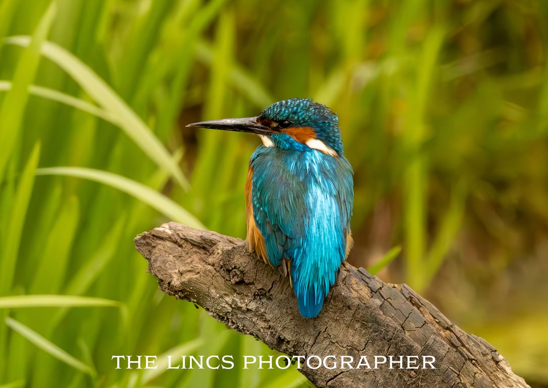 Kingfisher print (Limited edition of 10)