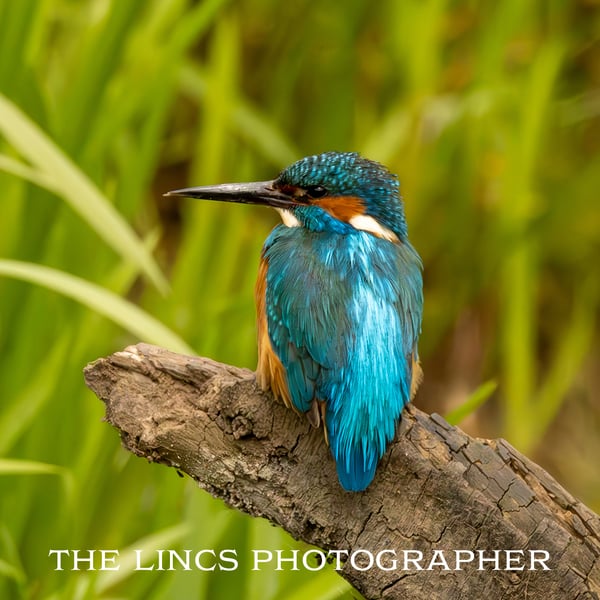 Kingfisher print (Limited edition of 10)