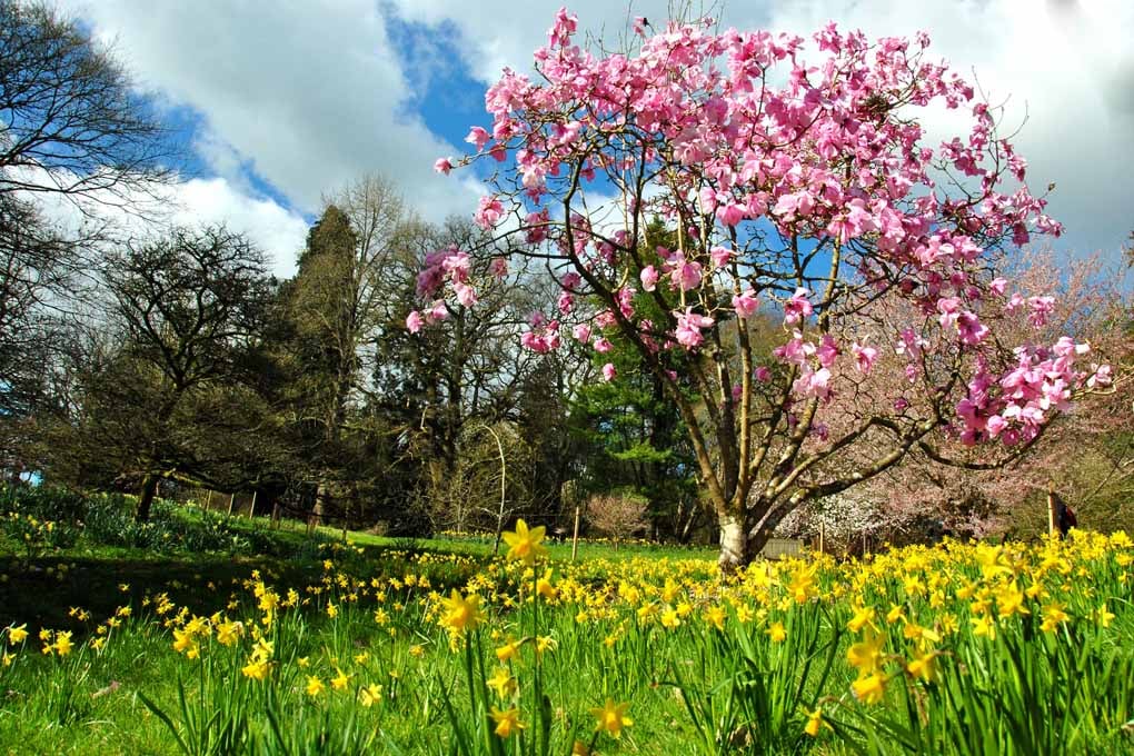 Magnolia Tree Batsford Arboretum Cotswolds UK 18"X12" Print