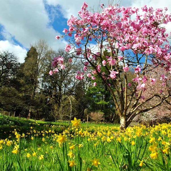 Magnolia Tree Batsford Arboretum Cotswolds UK 18"X12" Print