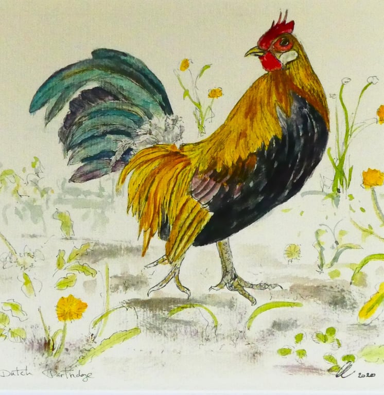Dutch Partridge Farm Animal Original Pen and Watercolour Painting