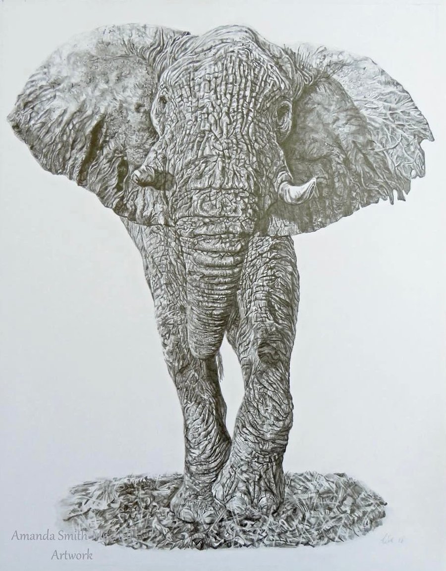 Bull Elephant, an original graphite pencil drawing 