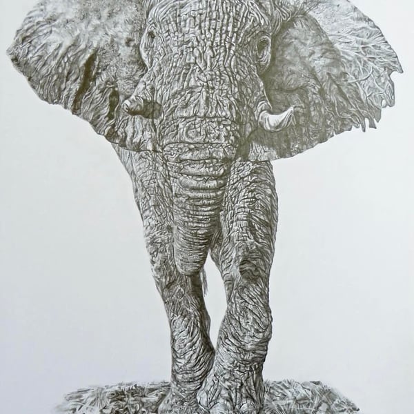 Bull Elephant, an original graphite pencil drawing 