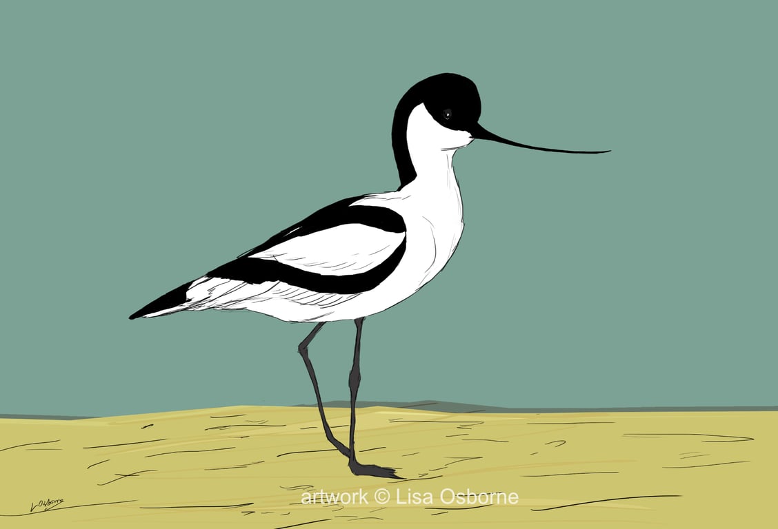 Avocet - bird art print - coastal birds