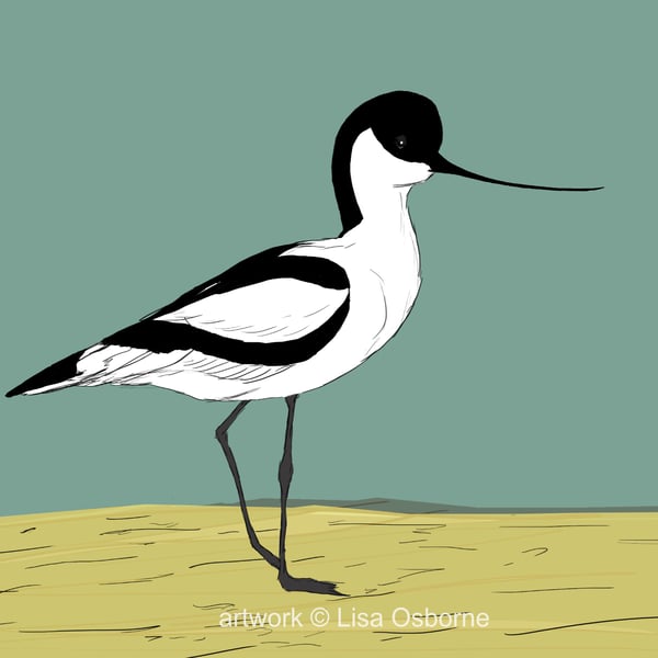 Avocet - bird art print - coastal birds