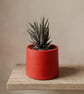Small 7.5 cm Red Plant Pot for Succulents, Cacti and Small Houseplants