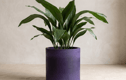 Statement Plant Pots