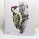 The Woodpecker -  5 x 7in Greeting Card and Envelope: Birthday or Plain