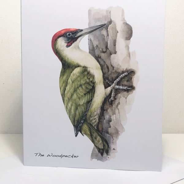 The Woodpecker -  5 x 7in Greeting Card and Envelope: Birthday or Plain