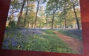 Woodland/bluebell